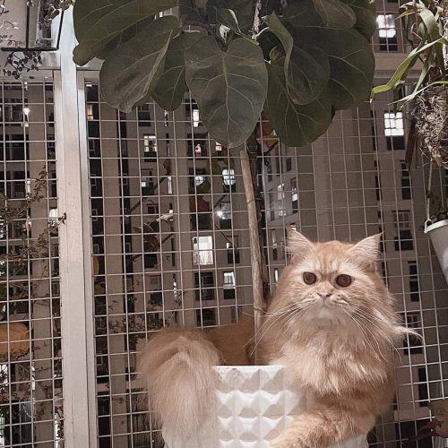 LƯỚI AN TOÀN BẢO VỆ THÚ CƯNG